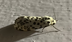 Juxtarctia multiguttata