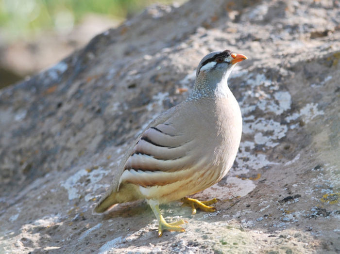 See-See Partridge