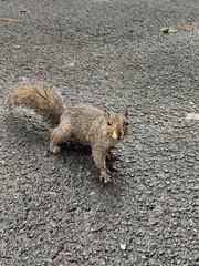 Sciurus carolinensis