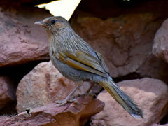Streaked Laughingthrush photo 3