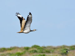 Chlamydotis macqueenii