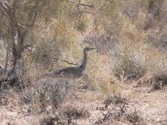 Chlamydotis macqueenii