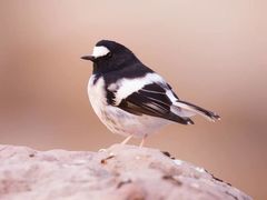 Little Forktail photo 3