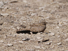 Caprimulgus aegyptius