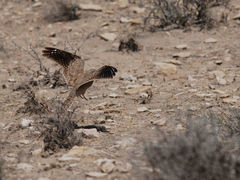 Caprimulgus aegyptius