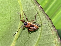 Oncopeltus unifasciatellus