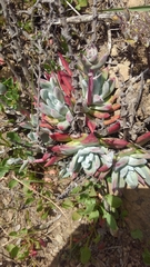 Dudleya farinosa