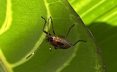 Oncopeltus unifasciatellus