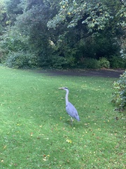 Ardea cinerea
