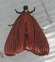 Arctioblepsis rubida