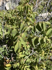 Juglans microcarpa