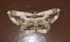 Coremecis nigrovittata