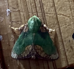 Parasa pastoralis