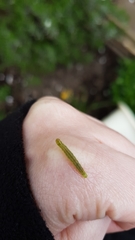 Lepidoptera