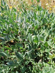 Acleisanthes longiflora