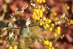 Acacia pyrifolia morrisonii