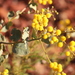 Acacia pyrifolia morrisonii - Photo (c) Arthur Chapman, algunos derechos reservados (CC BY-NC-SA), subido por Arthur Chapman