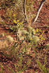 Acacia pyrifolia morrisonii