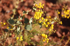 Acacia pyrifolia morrisonii