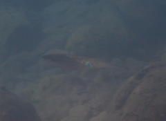 Sepioteuthis lessoniana
