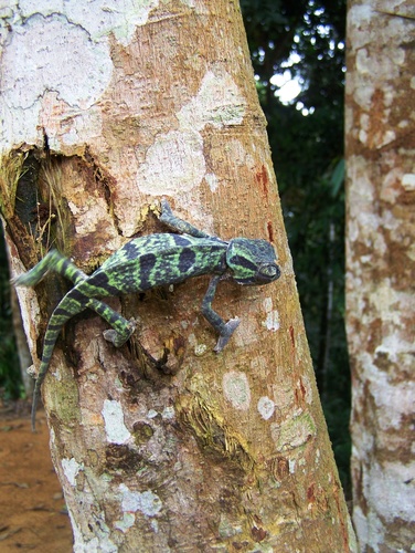 Flap-necked Chameleon