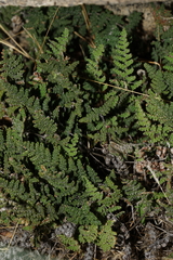 Myriopteris covillei