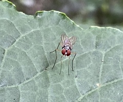 Tanypezidae