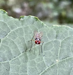 Tanypezidae