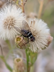 Limnophora obsignata