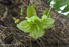 Parmentiera aculeata