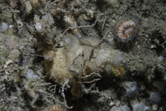 Parazoanthus anguicomus image