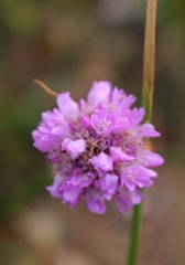 Armeria sampaioi