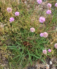 Armeria sampaioi