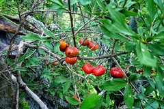 Malpighia mexicana