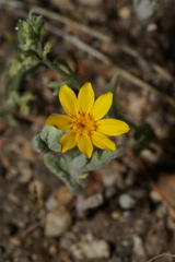 Eriophyllum ambiguum