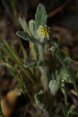 Eriophyllum ambiguum