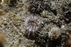 Phellia gausapata