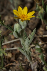 Eriophyllum ambiguum