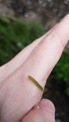 Lepidoptera
