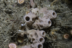 Haliclona viscosa
