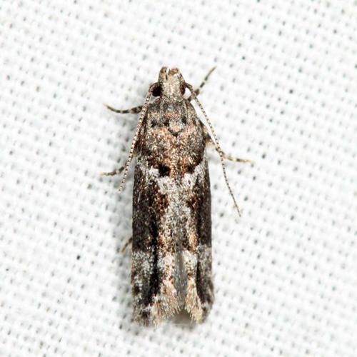 Crepuscular rock-rose moth