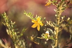 Petalostylis labicheoides