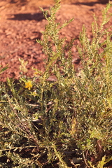 Petalostylis labicheoides