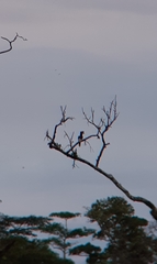 Bycanistes subcylindricus