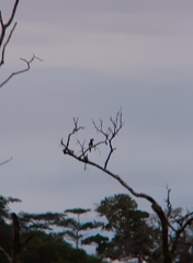 Bycanistes subcylindricus