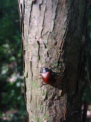 Stenochiini