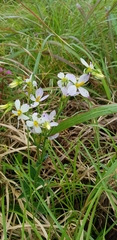 Exacum tetragonum