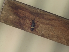 Trachyderes succinctus