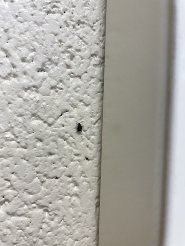 Cowpea Weevil photo 4
