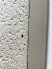 Callosobruchus maculatus